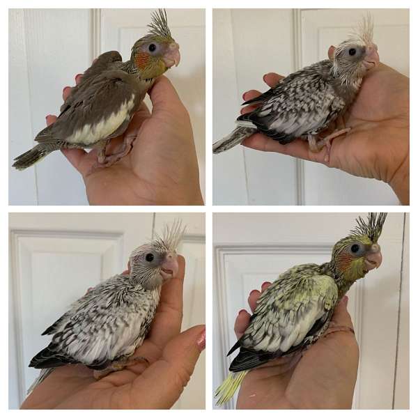 cockatiel-for-sale