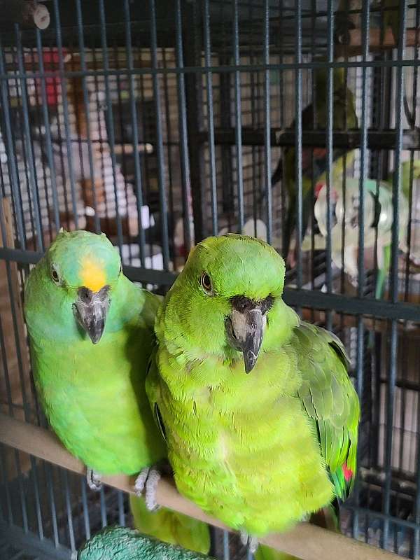bonded-pair-bird-for-sale-in-manassas-va
