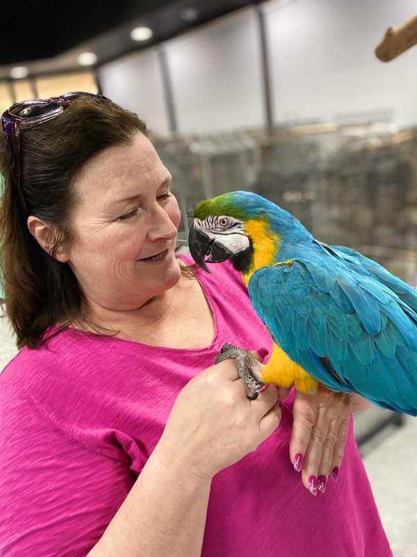 macaw-blue-gold-macaw-for-sale-in-flower-mound-tx