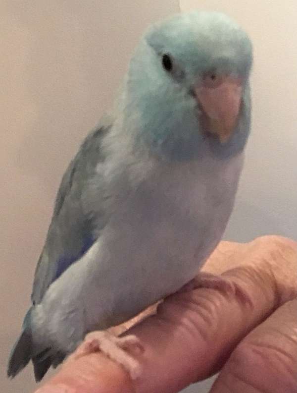 blue-pied-cute-bird-for-sale