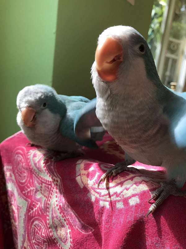 quaker-parrots-for-sale-in-north-miami-beach-fl