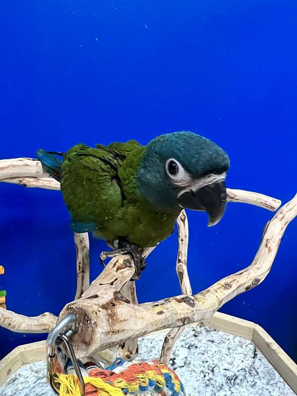 illigers-macaw-for-sale-in-flower-mound-tx