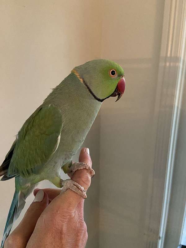 parakeet-for-sale-in-erie-pa