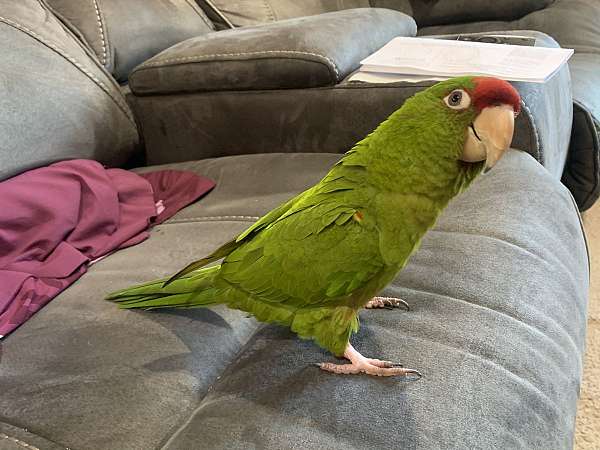 conure-red-fronted-conure-for-sale