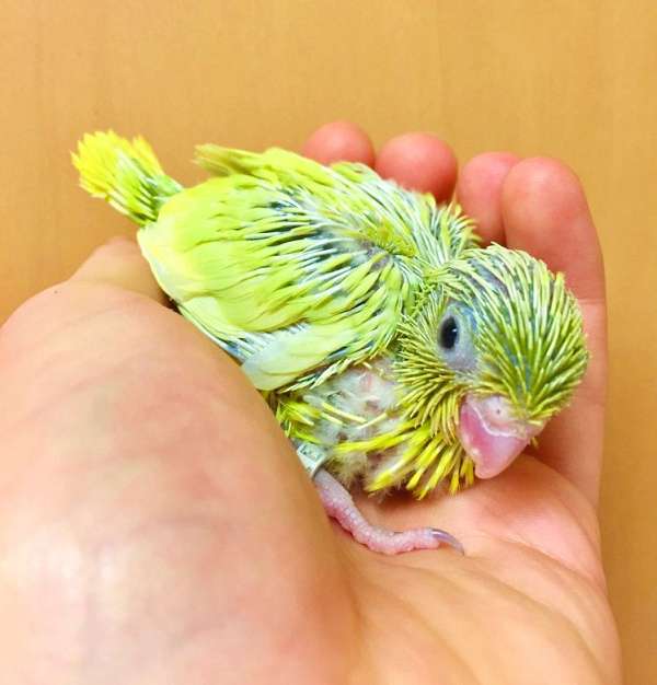 pacific-parrotlet-for-sale