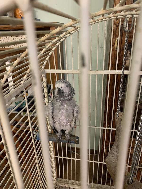 african-grey-parrot-for-sale-in-marine-il