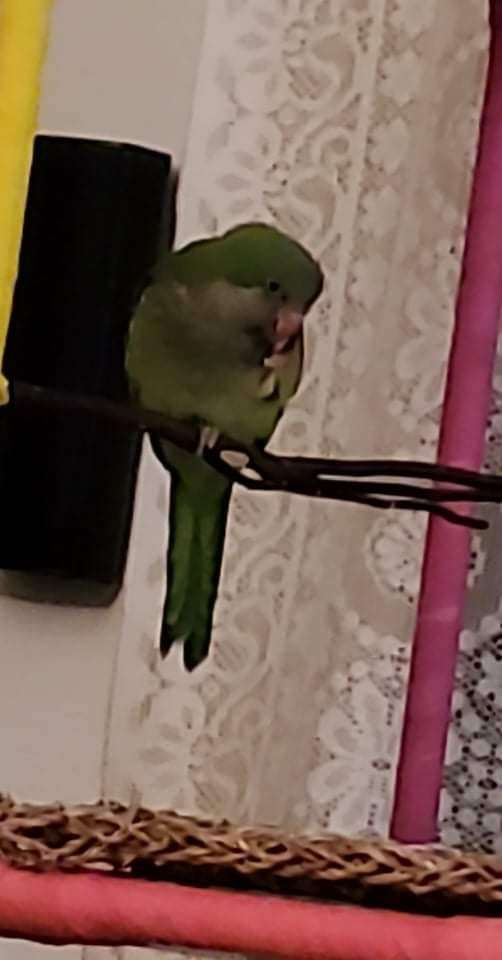 green-bird-for-sale-in-piqua-oh