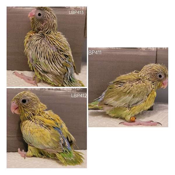pacific-parrotlet-for-sale-in-conyers-ga