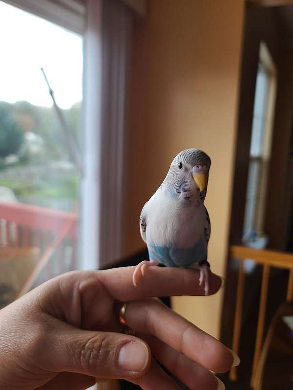 parakeet-for-sale