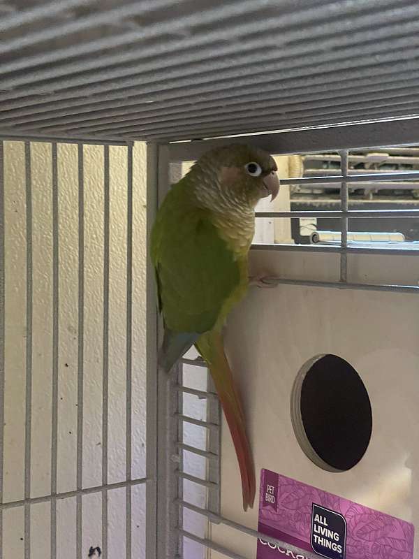 bonded-pair-playful-green-cheek-conure-for-sale