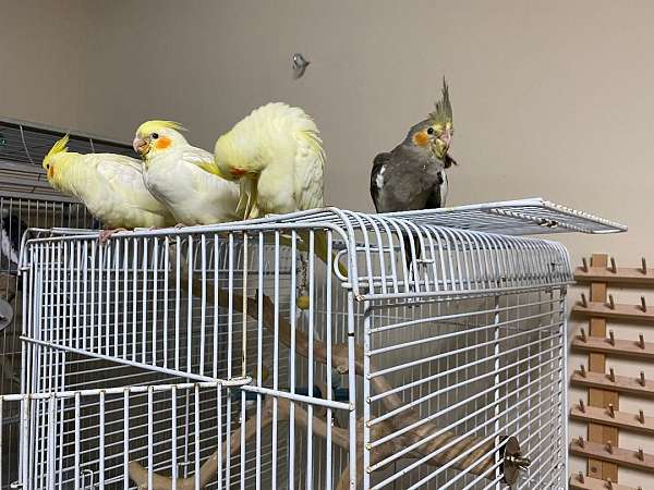 small-grey-lutino-bird-for-sale