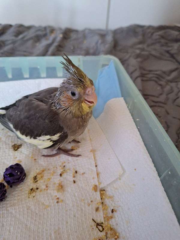 lutino-cockatiel-for-sale