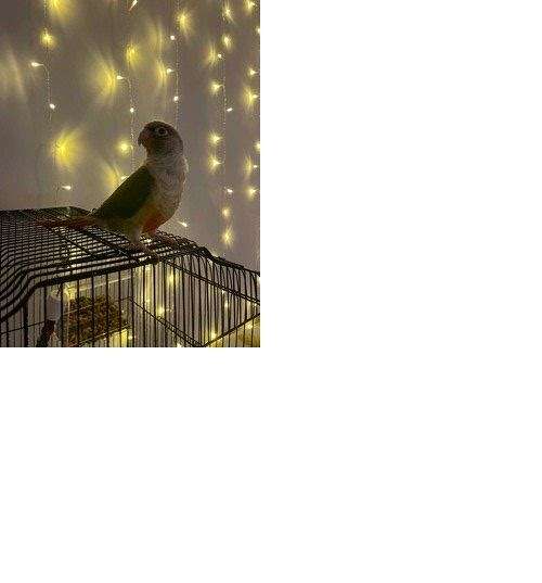 green-cheek-conure-for-sale-in-manhattan-ks