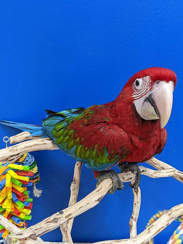 handfed-tame-bird-for-sale-in-flower-mound-tx