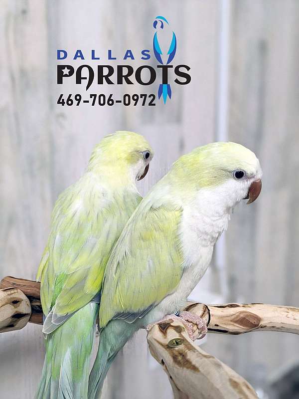 exotic-rare-bird-for-sale-in-flower-mound-tx