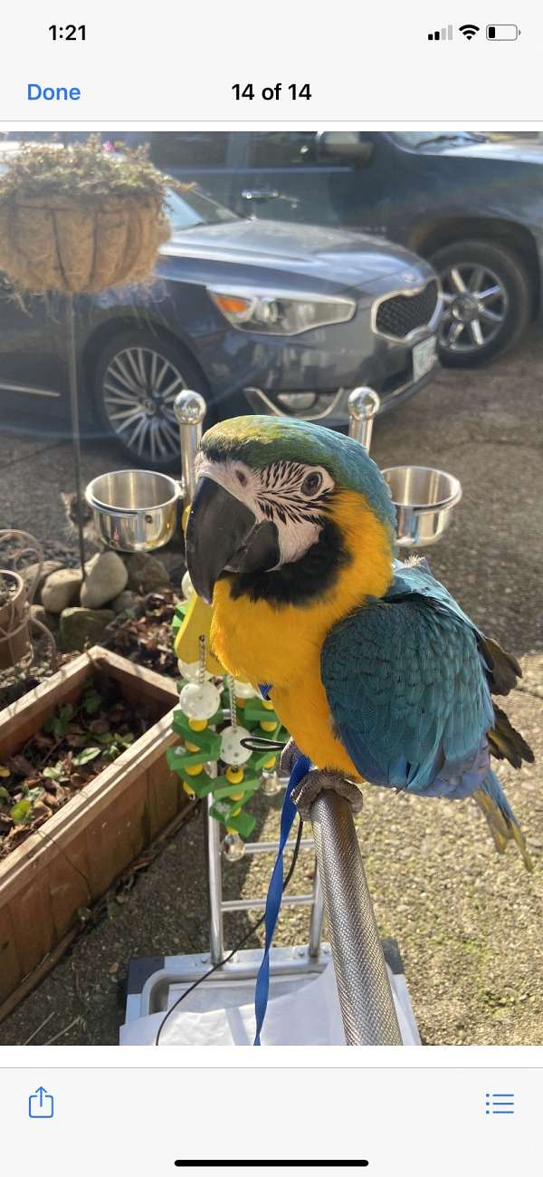 blue-gold-macaw-for-sale-in-salem-or