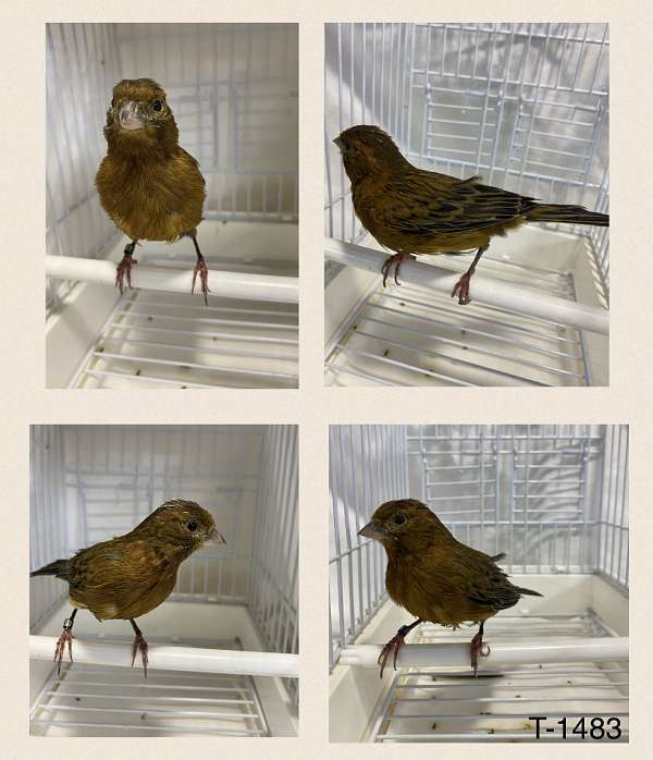 brown-red-american-singer-canary-for-sale