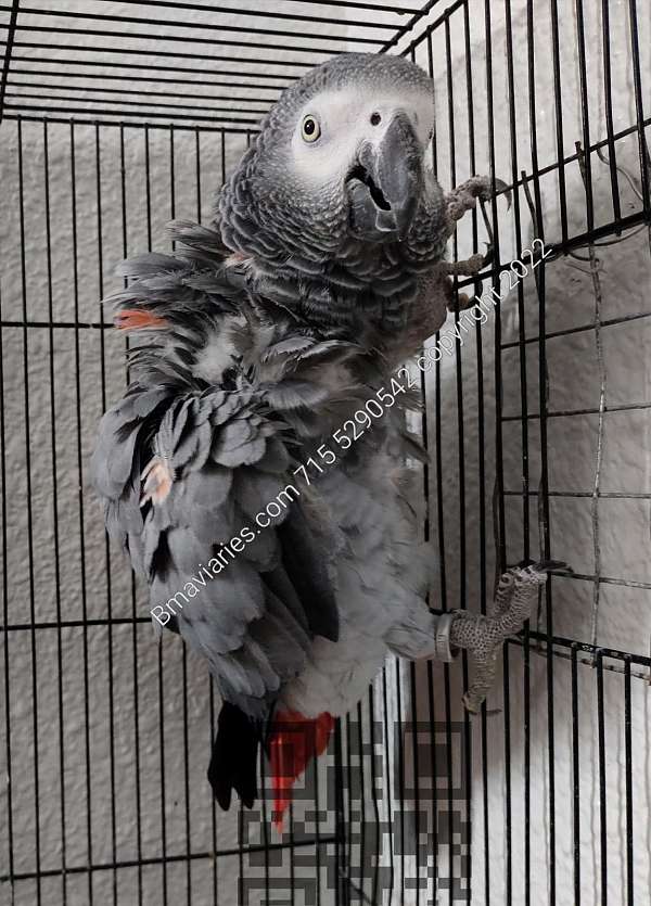 congo-african-grey-parrot-for-sale-in-rockford-il