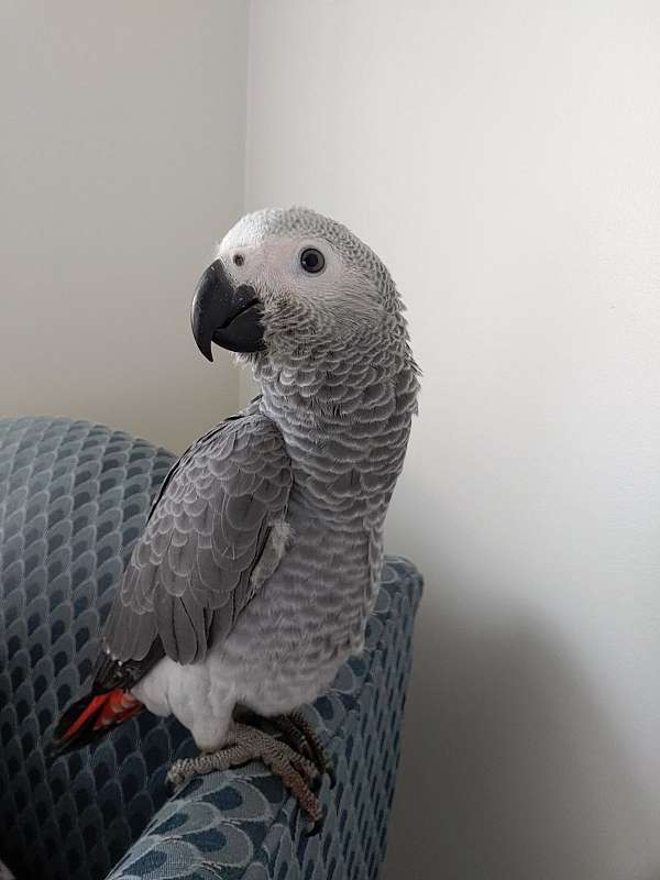 african-grey-parrot-for-sale-in-elizabethtown-ky