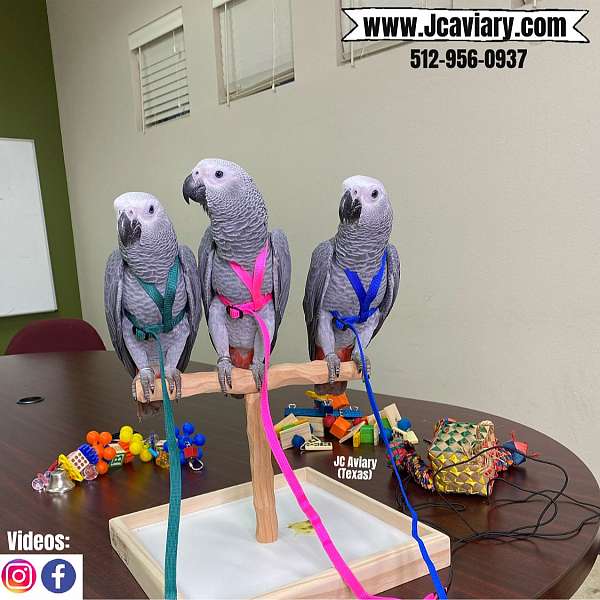 green-purple-ringneck-parakeet-for-sale