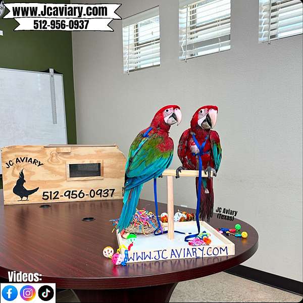 ringneck-parakeet-for-sale