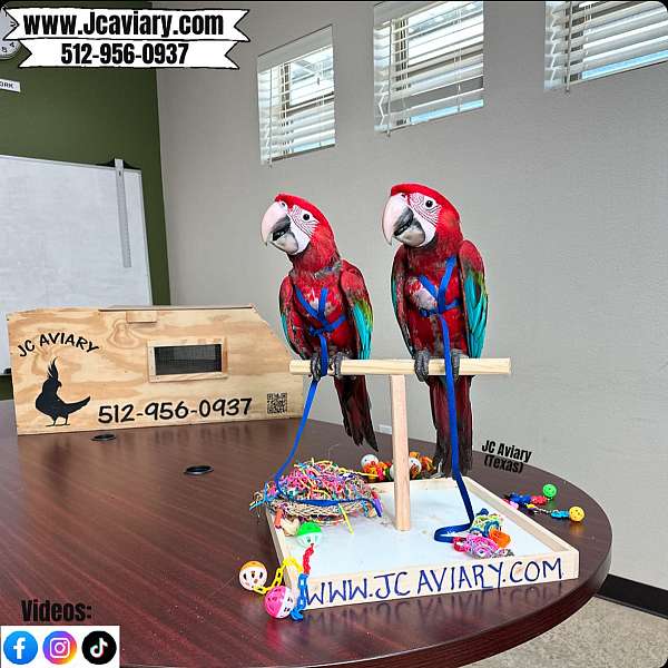 ringneck-parakeet-for-sale-in-austin-tx