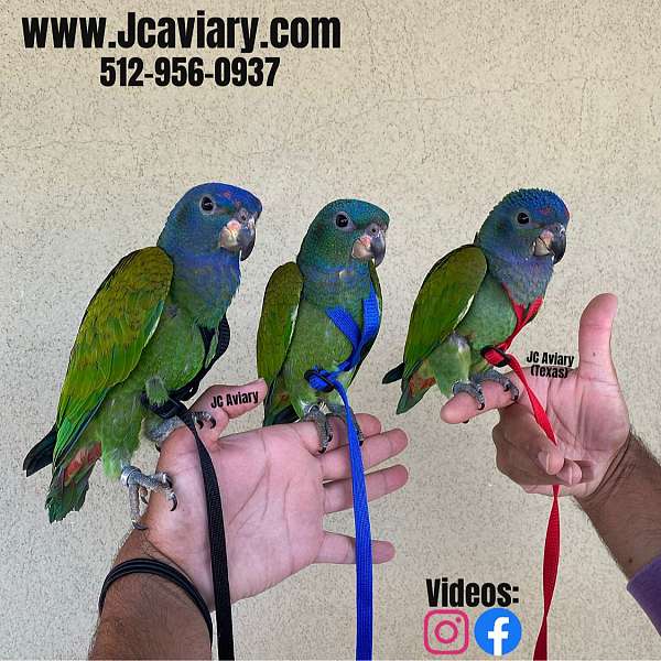 ringneck-parakeet-for-sale