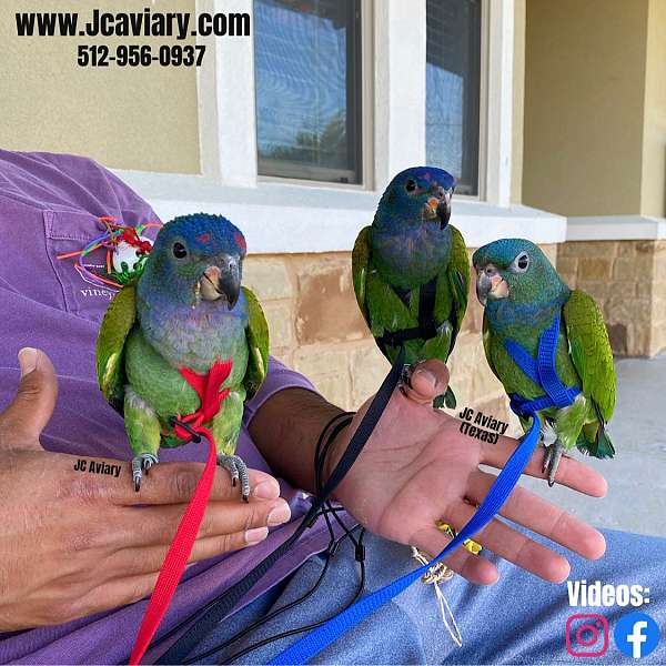 blue-green-ringneck-parakeet-for-sale