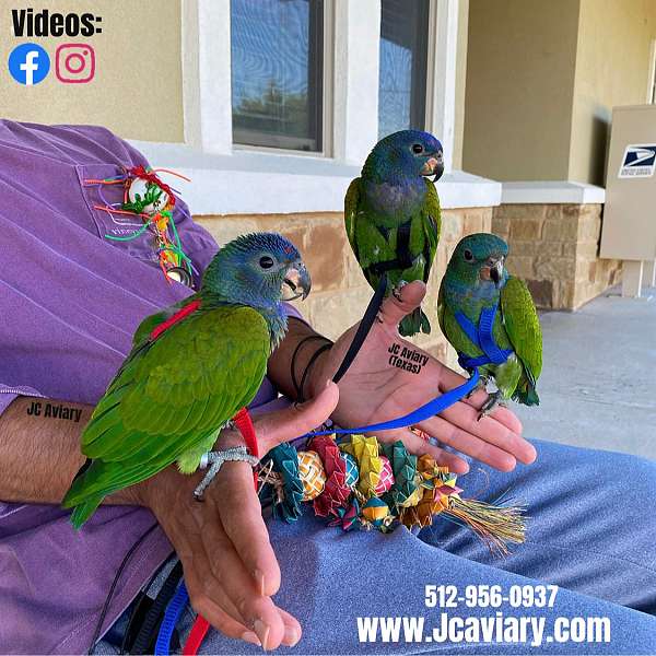 ringneck-parakeet-for-sale-in-austin-tx