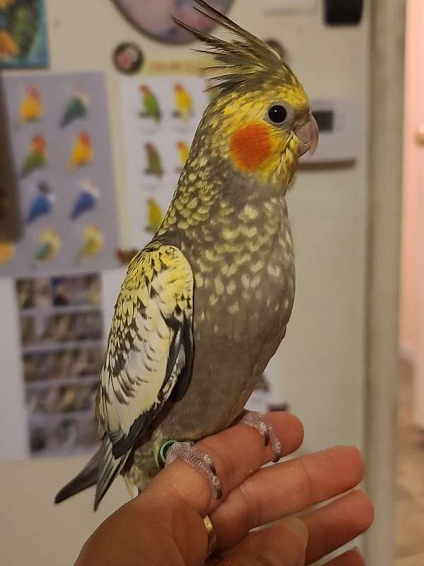 cockatiel-for-sale