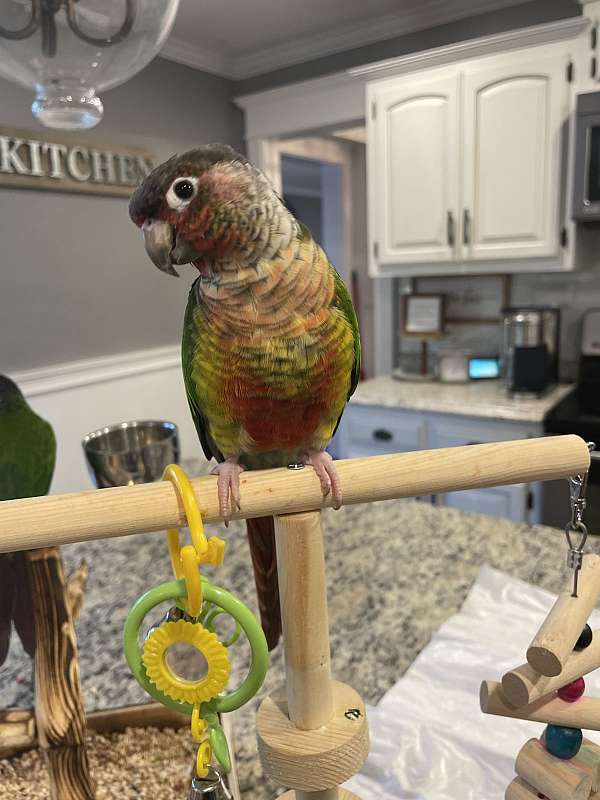 conure-for-sale-in-miller-place-ny
