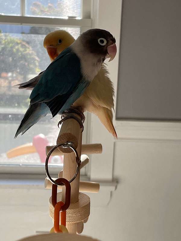 lovebird-for-sale-in-miller-place-ny