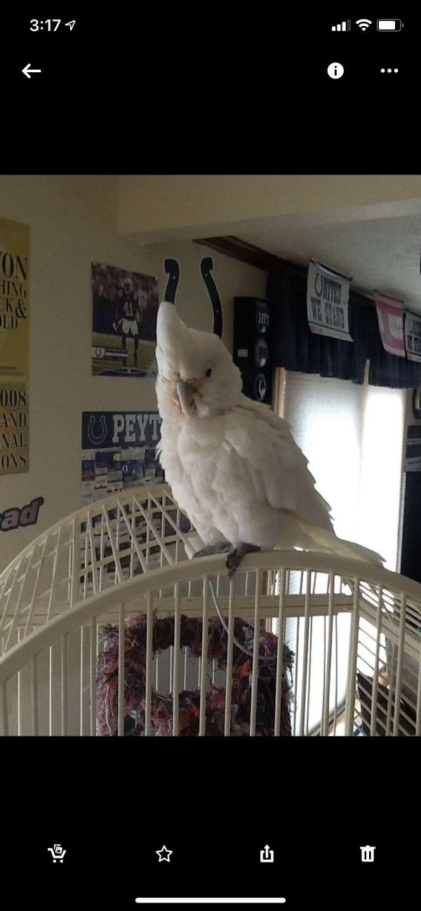 white-goffin-cockatoo-for-sale
