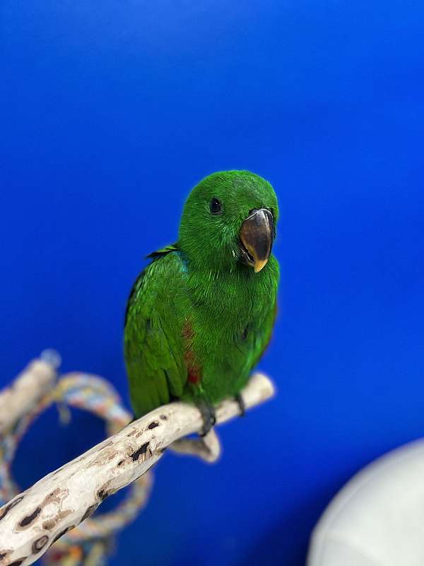 eclectus-parrots-for-sale-in-flower-mound-tx
