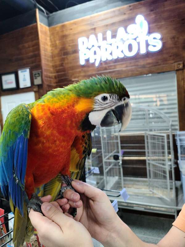 hybrid-macaw-for-sale