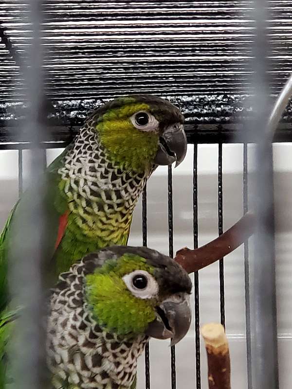 black-capped-conure-for-sale-in-salem-or
