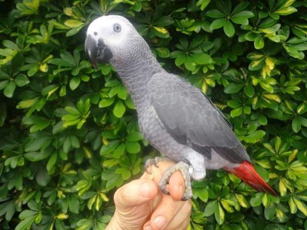 congo-african-grey-parrot-for-sale