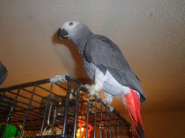 black-congo-african-grey-parrot-for-sale