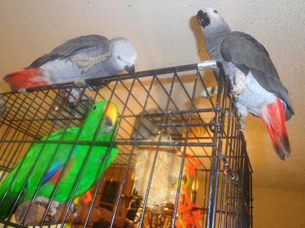 red-congo-african-grey-parrot-for-sale