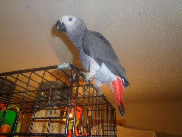 white-congo-african-grey-parrot-for-sale
