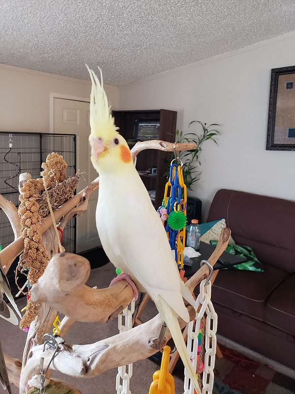 lutino-cockatiel-for-sale