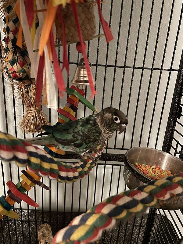 conure-for-sale-in-mississippi