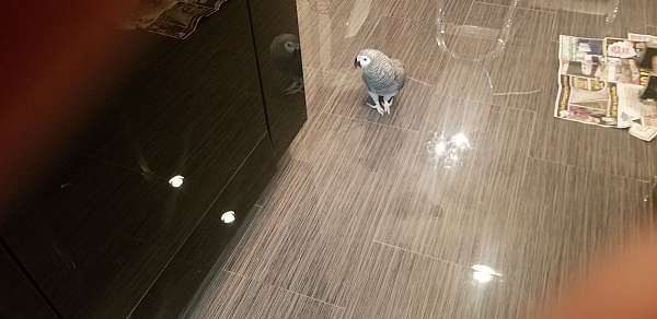 congo-african-grey-parrot-for-sale-in-georgia