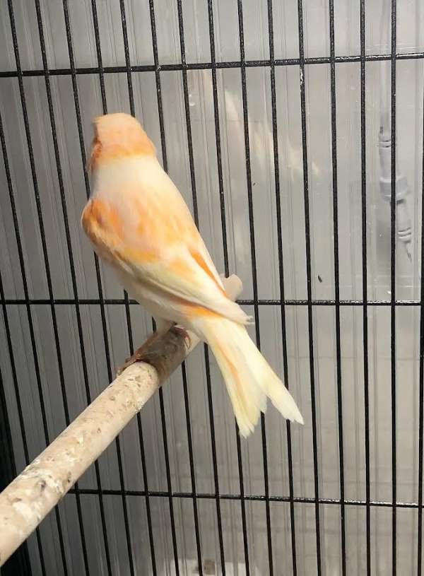 red-white-canary-for-sale