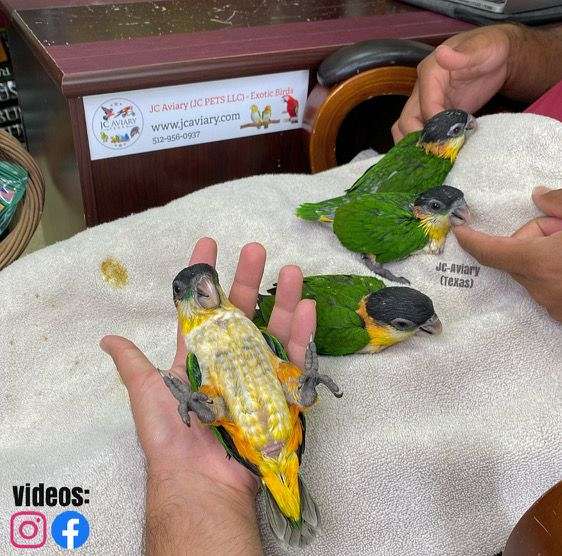 homing-bourke-parakeet-for-sale