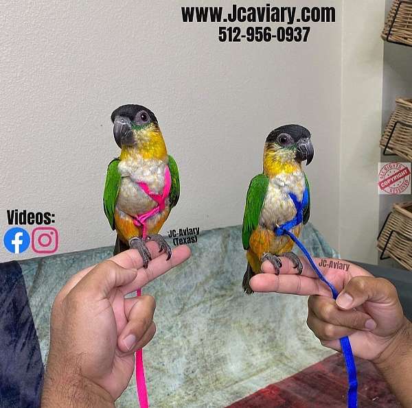 bourke-parakeet-for-sale-in-austin-tx