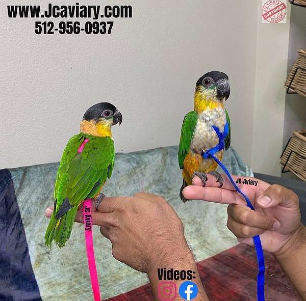 homing-bourke-parakeet-for-sale