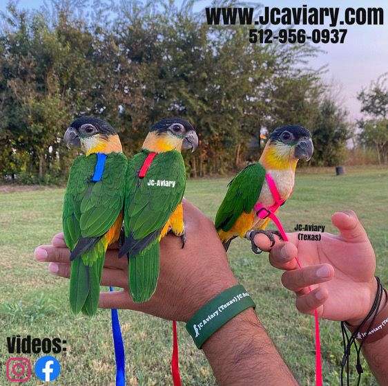 homing-bourke-parakeet-for-sale