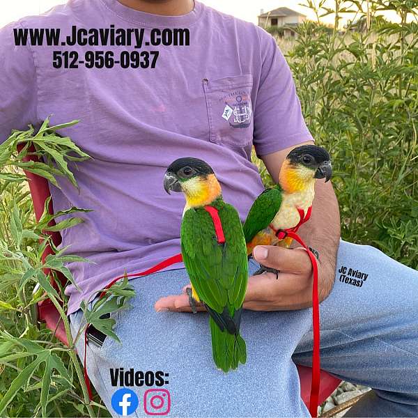 bourke-parakeet-for-sale-in-austin-tx