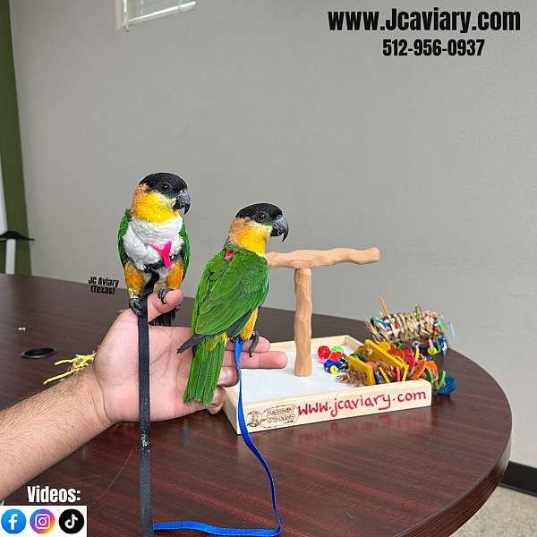 bourke-parakeet-for-sale-in-austin-tx